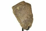 Dinosaur Vertebra Section w/ Metal Stand - South Dakota #335508-1